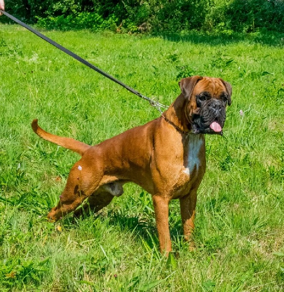 CH. Ikko de la colline des terres noires