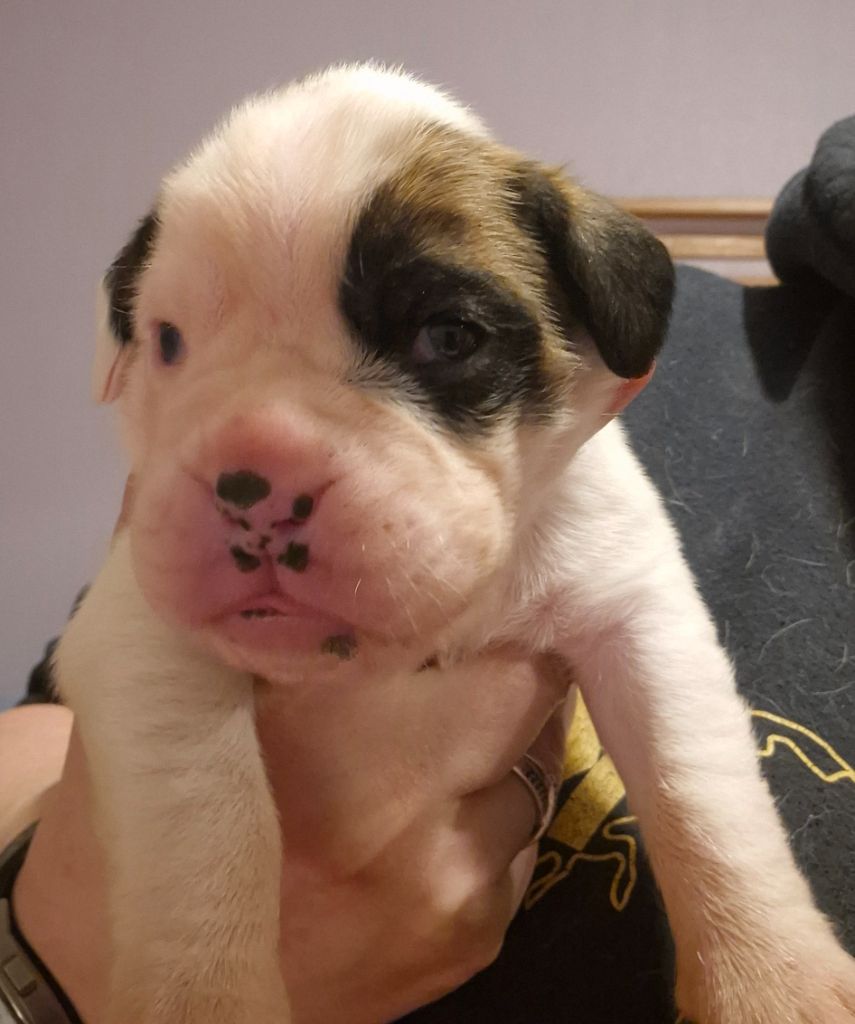 Du Domaine Du Grelot Perdu - Chiot disponible  - Boxer