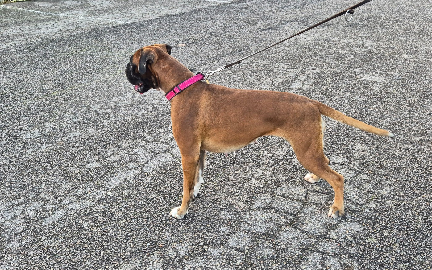 Téa Du Domaine Du Grelot Perdu