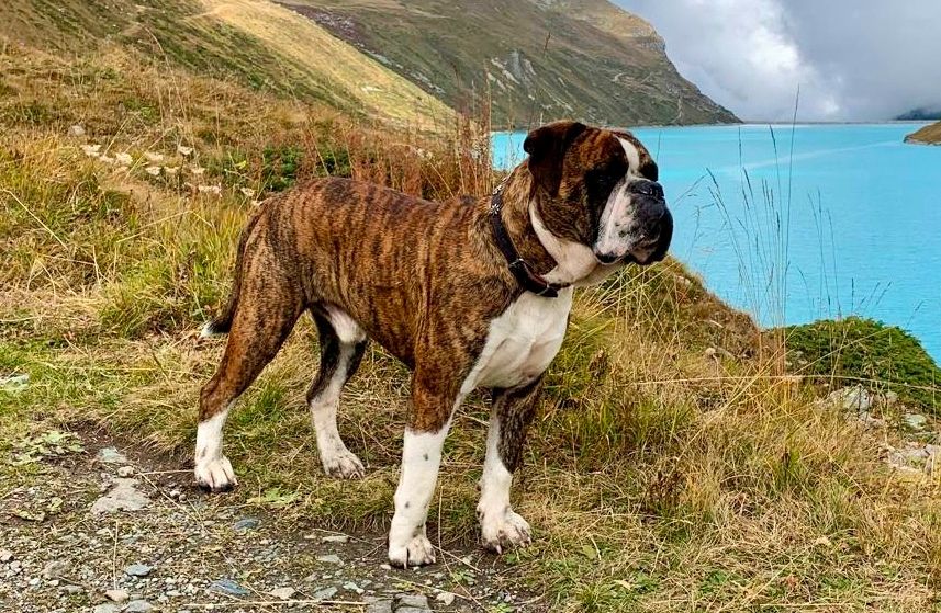 CH. Don romeo de teka