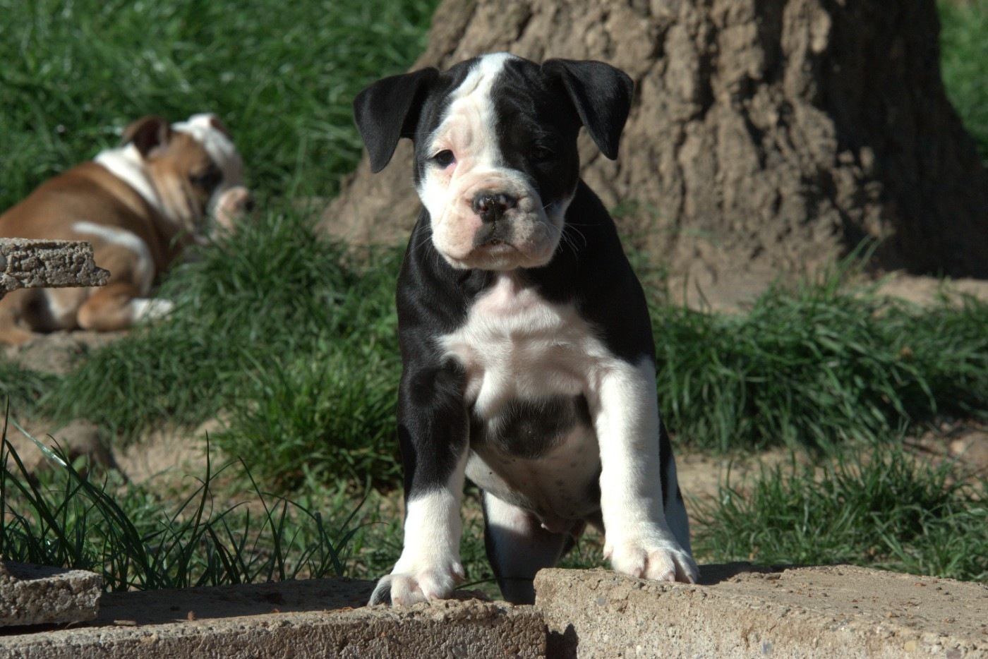 Avana Du Domaine Du Grelot Perdu