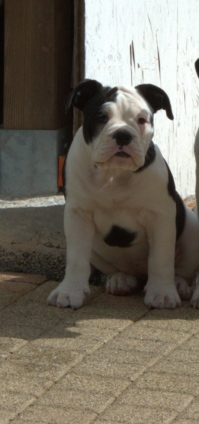 Aya Du Domaine Du Grelot Perdu