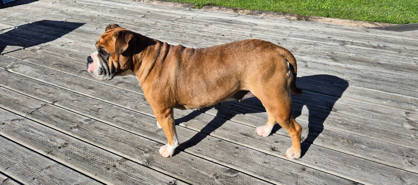 Shohana  Du Chateau Des Panettes