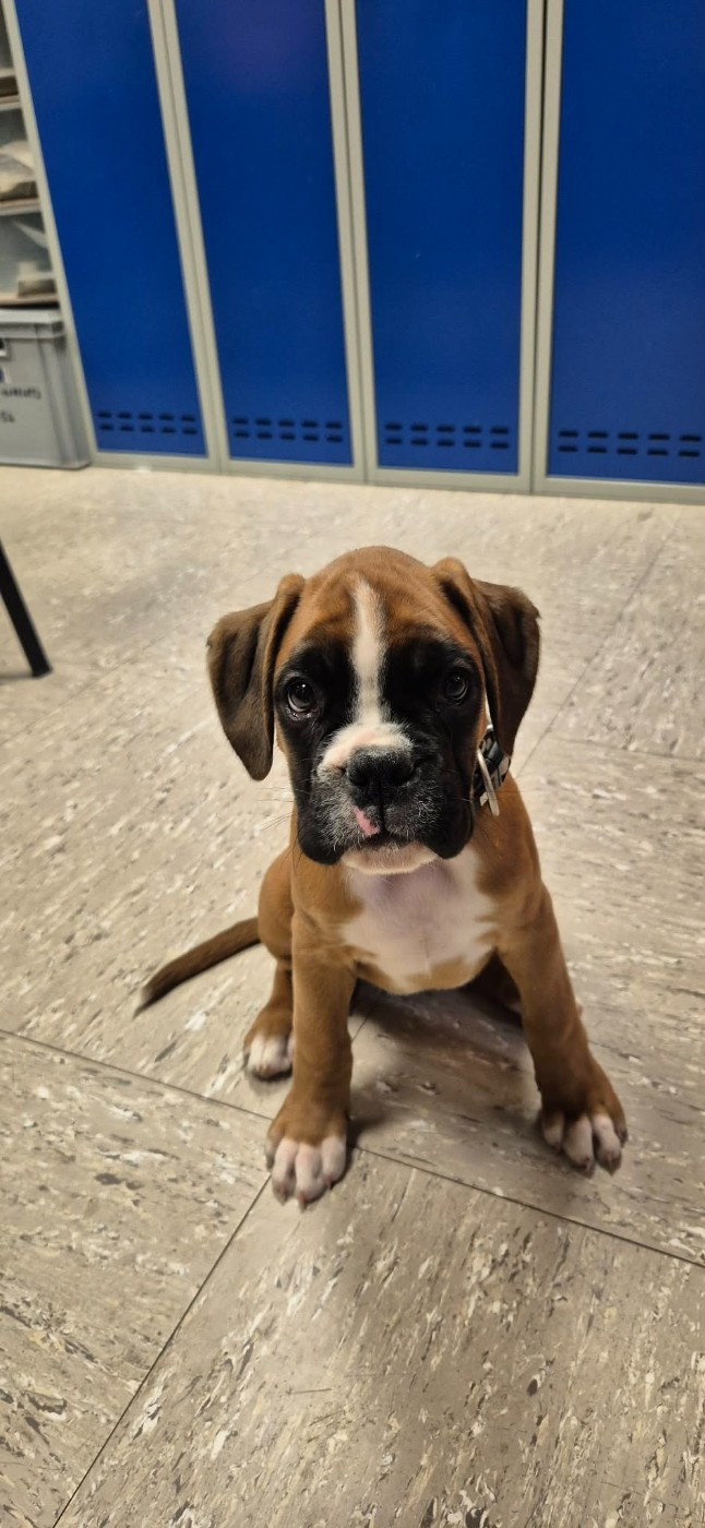 Apache du Val D'Europe