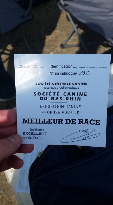 meilleur de race 