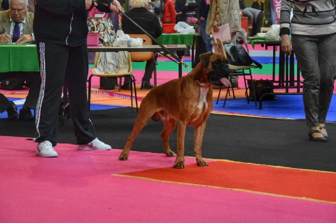 Du Domaine Du Grelot Perdu - exposition canine internationale Orléans 