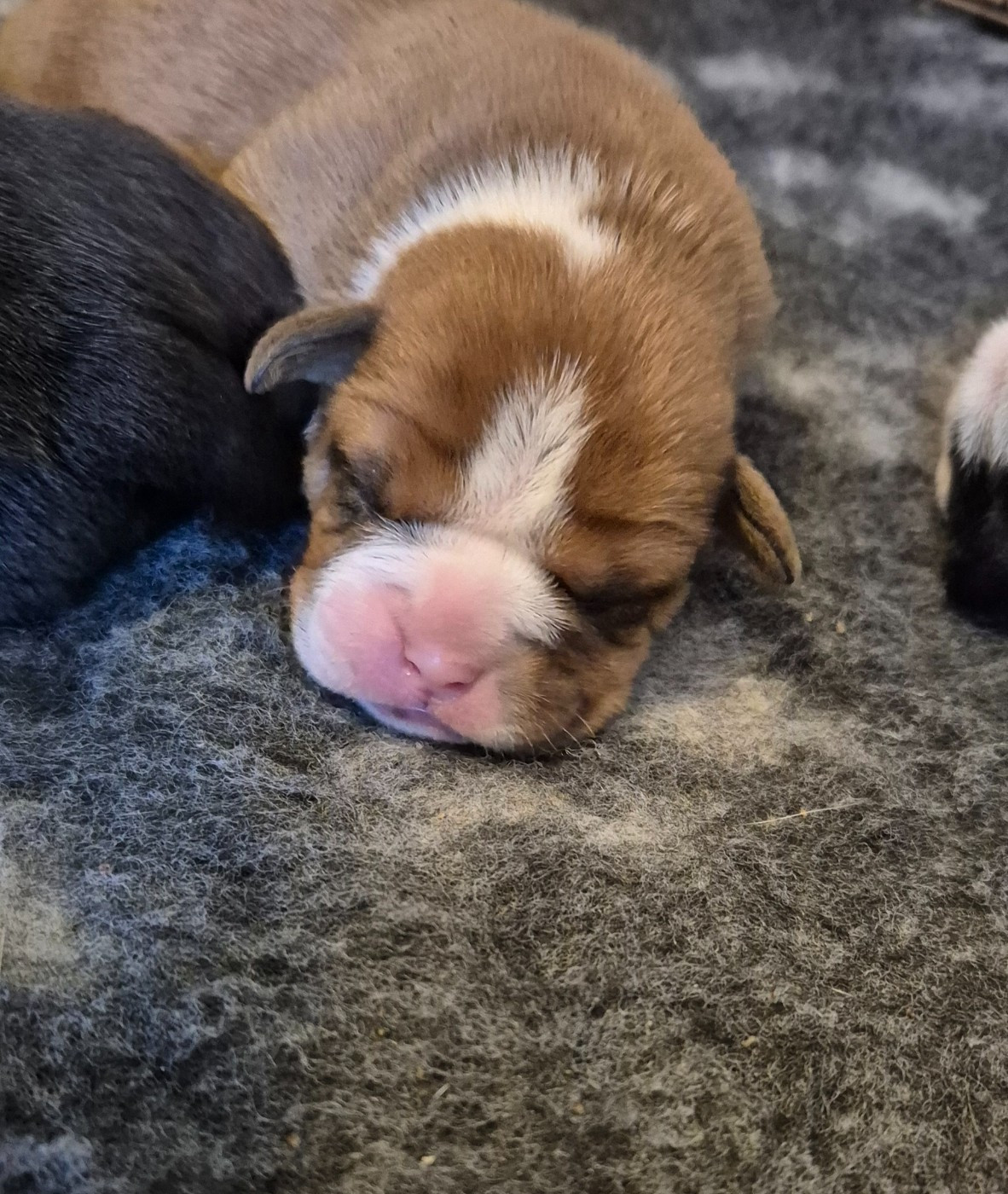 Du Domaine Du Grelot Perdu - Chiots disponibles - Bulldog continental