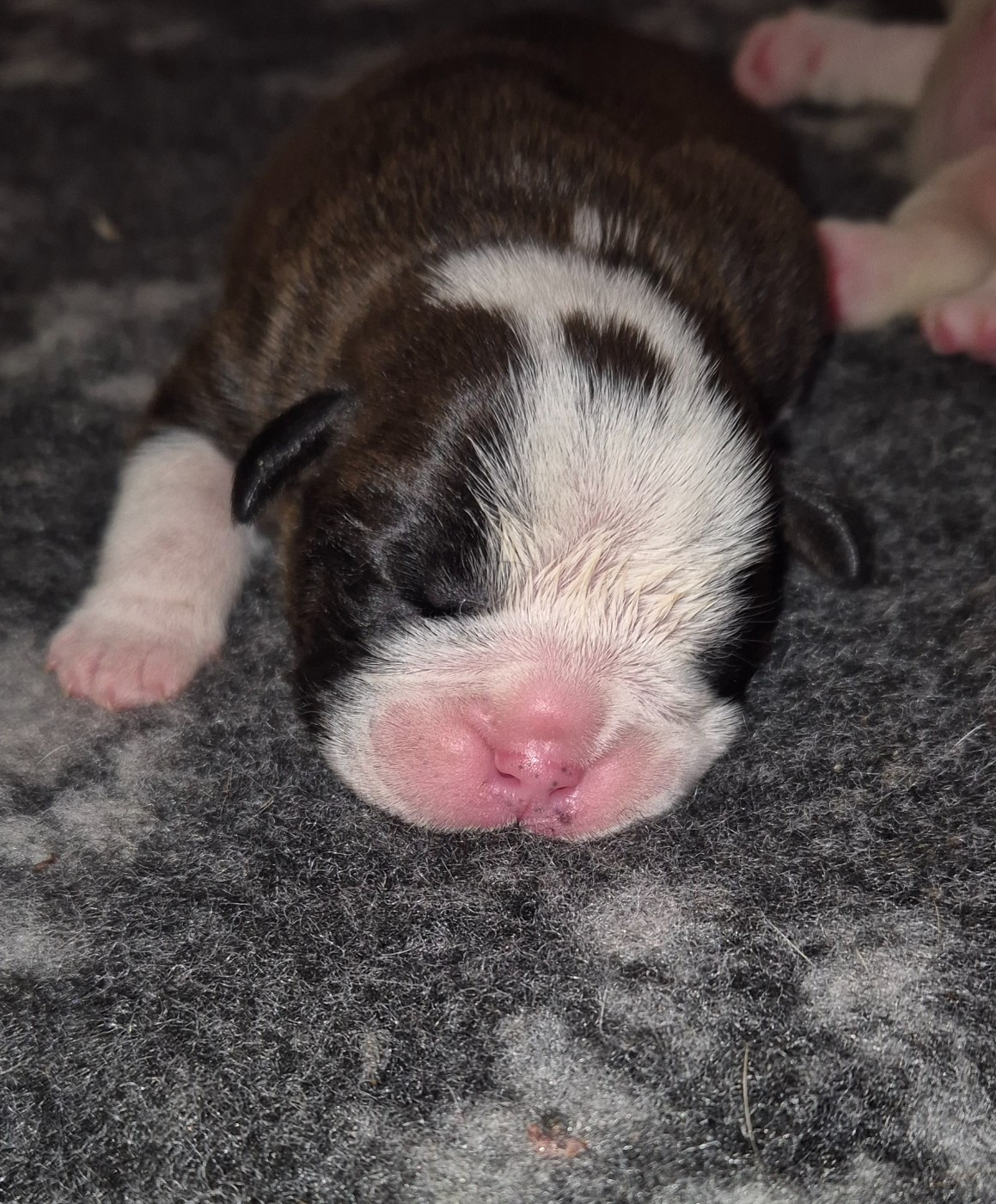 Du Domaine Du Grelot Perdu - Chiots disponibles - Bulldog continental