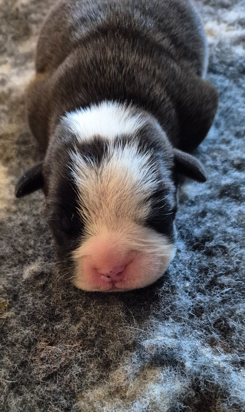 Du Domaine Du Grelot Perdu - Chiots disponibles - Bulldog continental