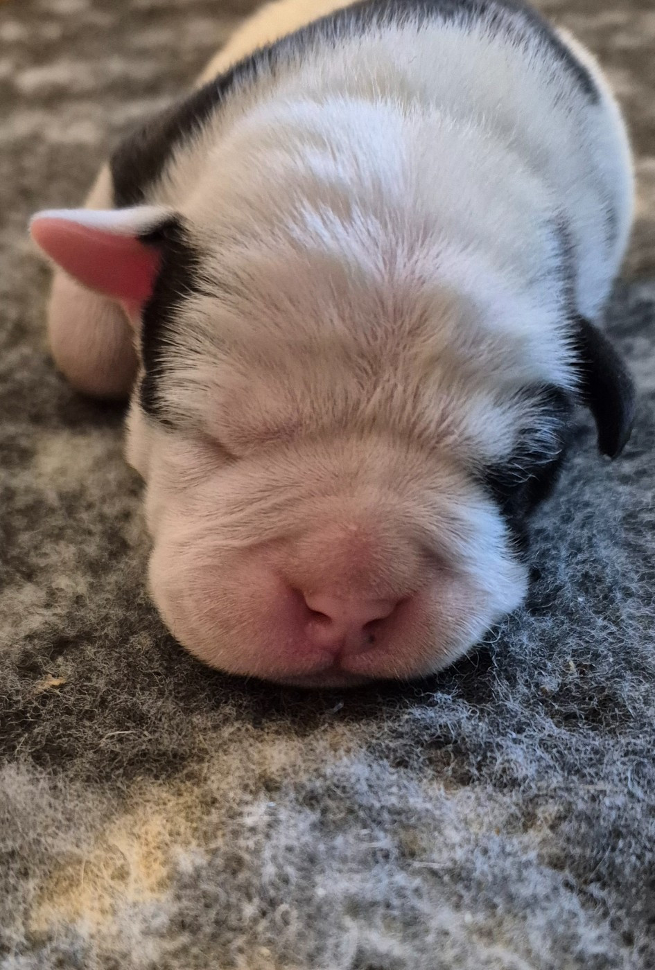 Du Domaine Du Grelot Perdu - Chiots disponibles - Bulldog continental