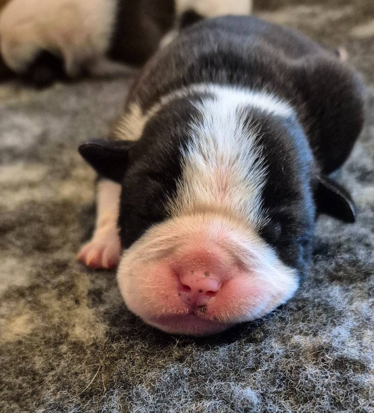 Du Domaine Du Grelot Perdu - Chiots disponibles - Bulldog continental