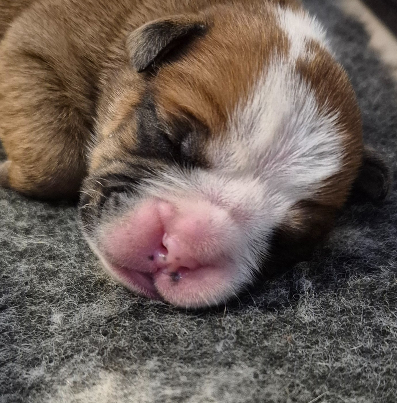 Du Domaine Du Grelot Perdu - Chiots disponibles - Bulldog continental