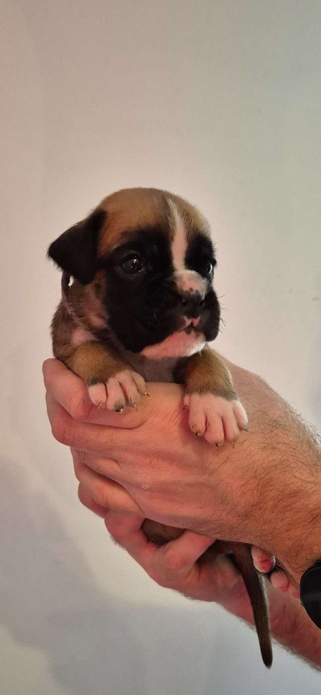 Du Domaine Du Grelot Perdu - Chiots disponibles - Boxer