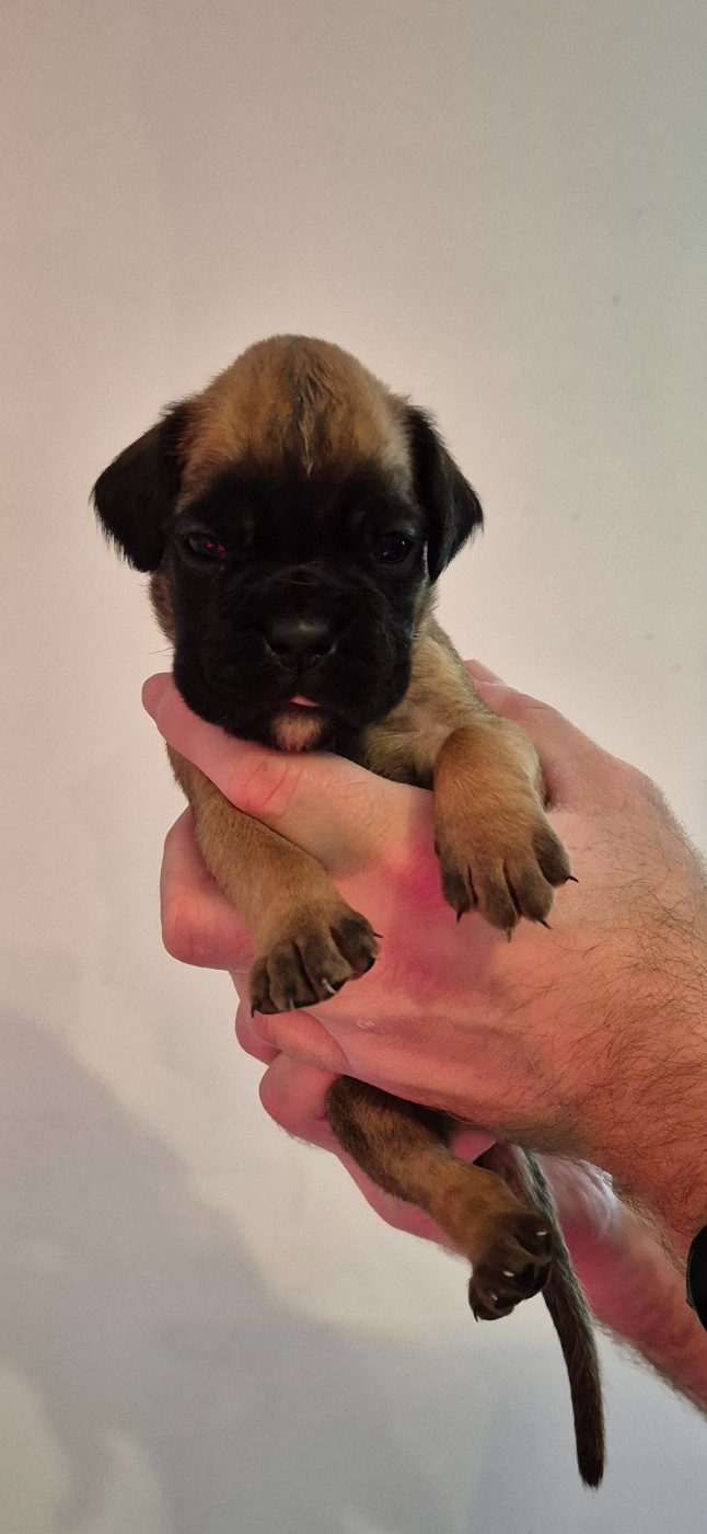 Du Domaine Du Grelot Perdu - Chiots disponibles - Boxer
