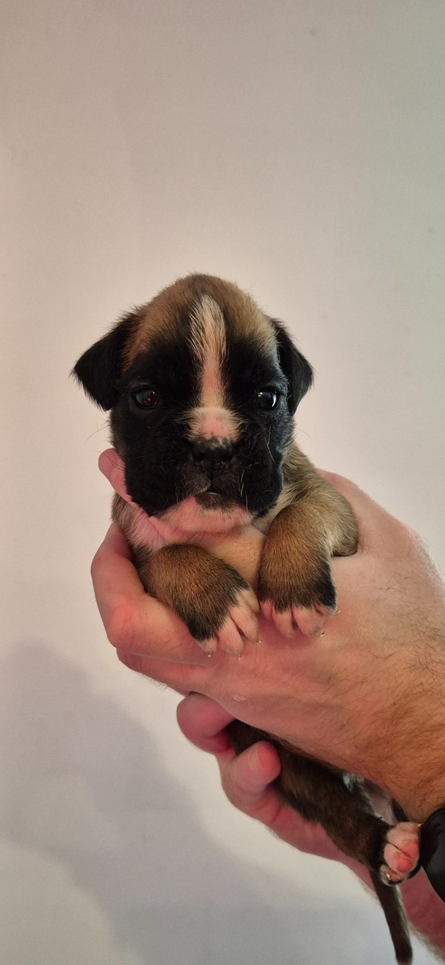Du Domaine Du Grelot Perdu - Chiots disponibles - Boxer