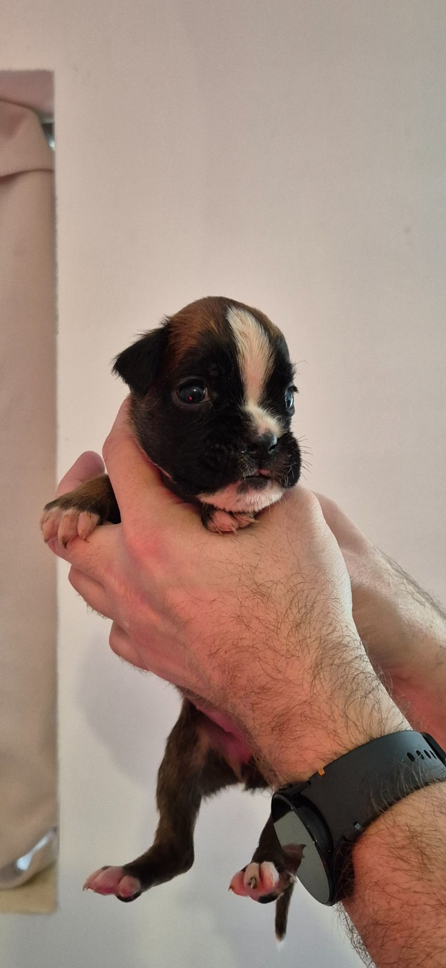 Du Domaine Du Grelot Perdu - Chiots disponibles - Boxer