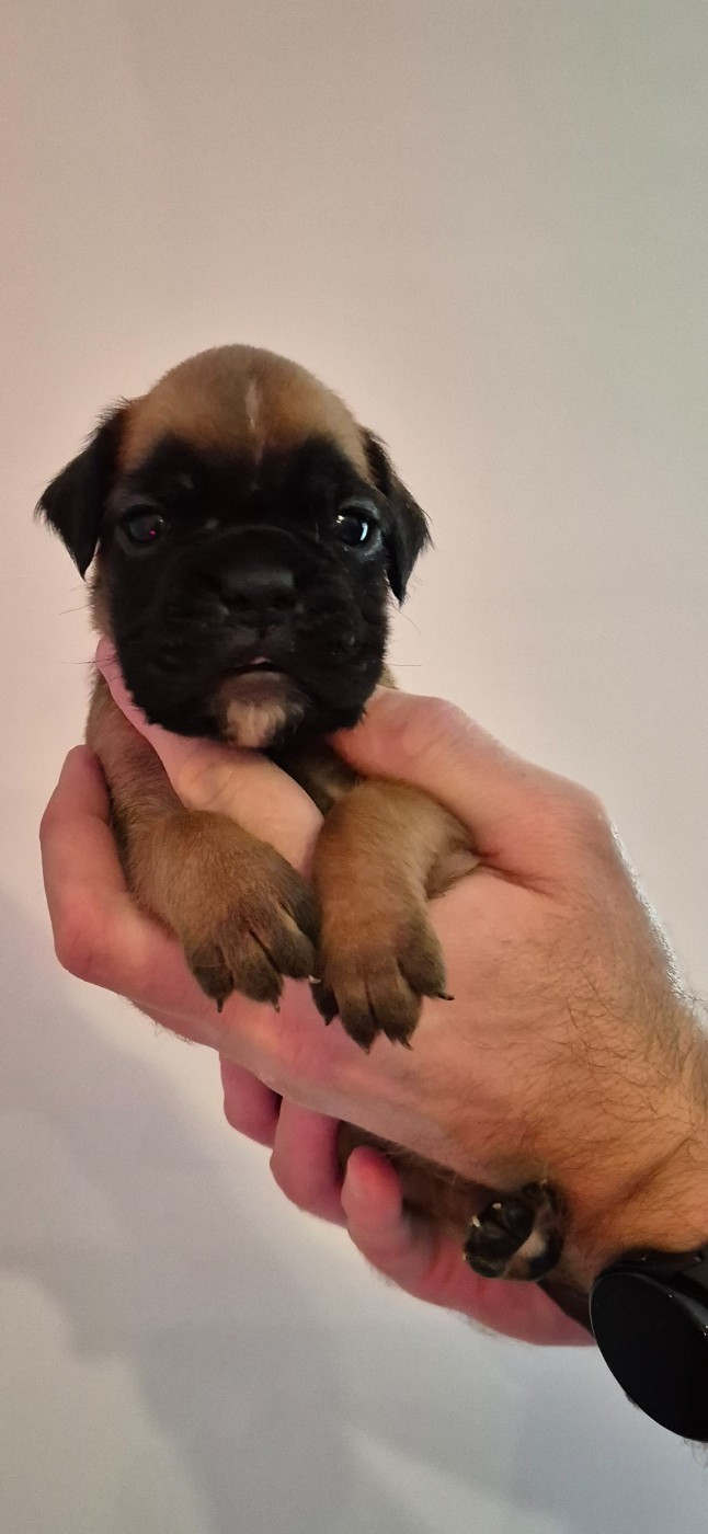 Du Domaine Du Grelot Perdu - Chiots disponibles - Boxer