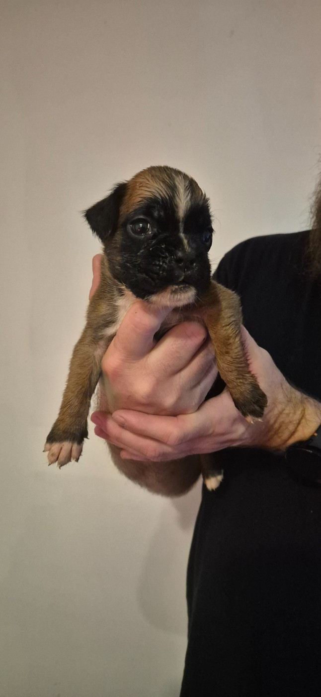 Du Domaine Du Grelot Perdu - Chiots disponibles - Boxer