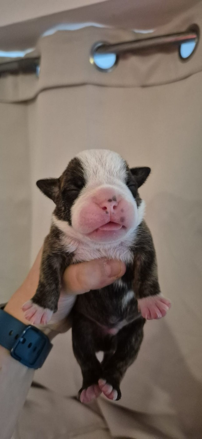 Du Domaine Du Grelot Perdu - Chiots disponibles - Bulldog continental