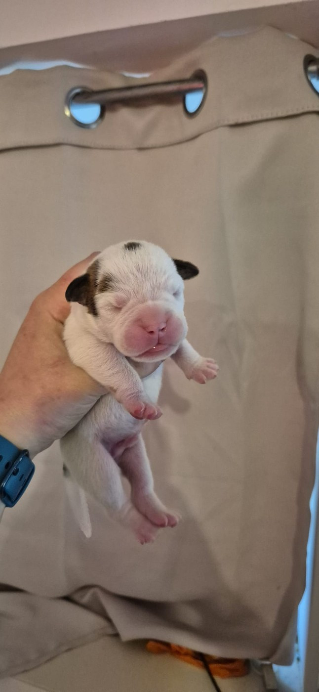 Du Domaine Du Grelot Perdu - Chiots disponibles - Bulldog continental