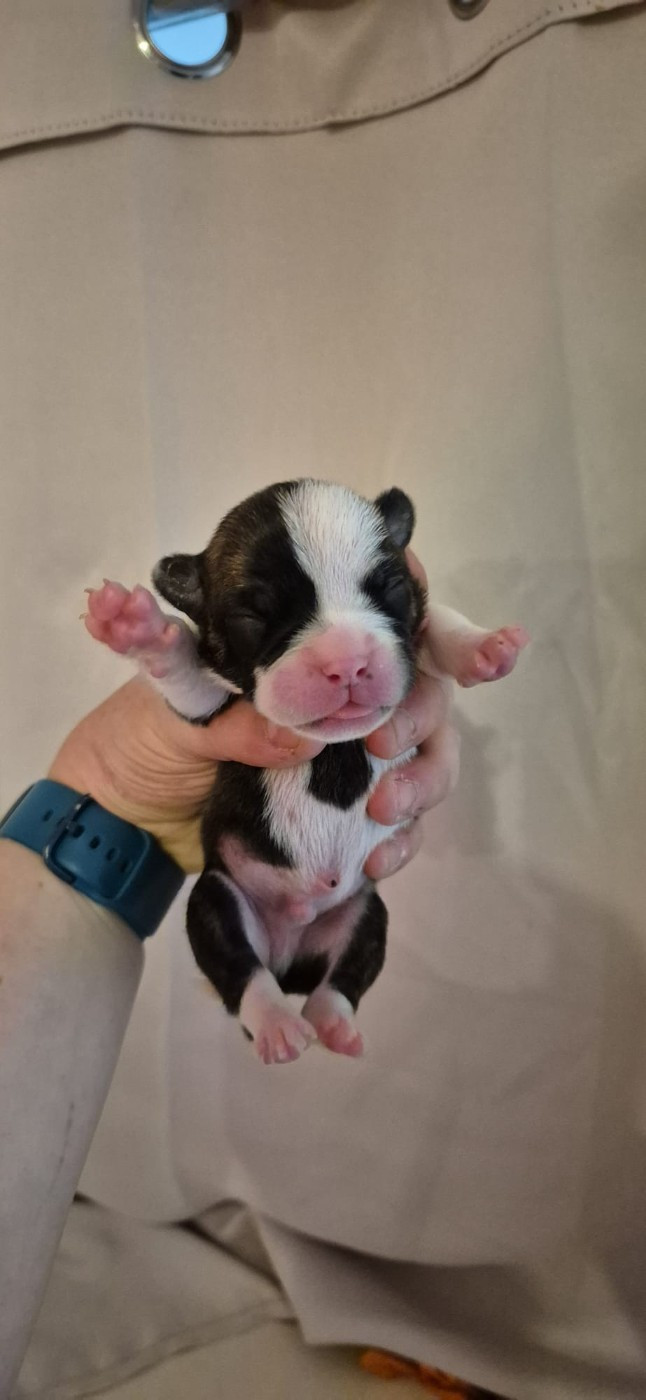 Du Domaine Du Grelot Perdu - Chiots disponibles - Bulldog continental