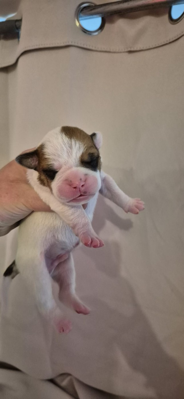 Du Domaine Du Grelot Perdu - Chiots disponibles - Bulldog continental