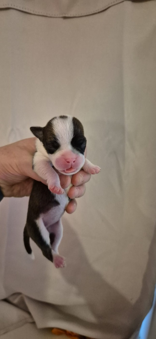 Du Domaine Du Grelot Perdu - Chiots disponibles - Bulldog continental