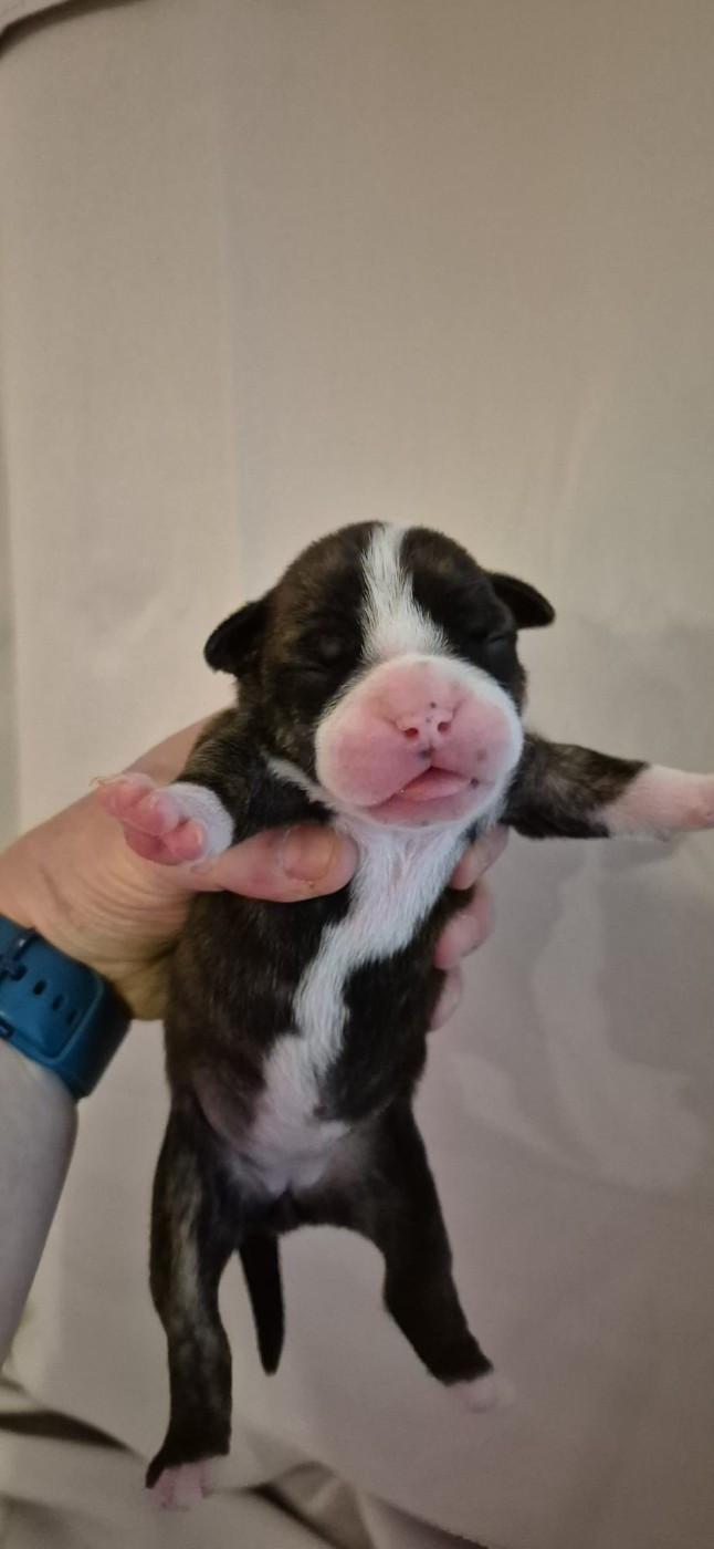 Du Domaine Du Grelot Perdu - Chiots disponibles - Bulldog continental