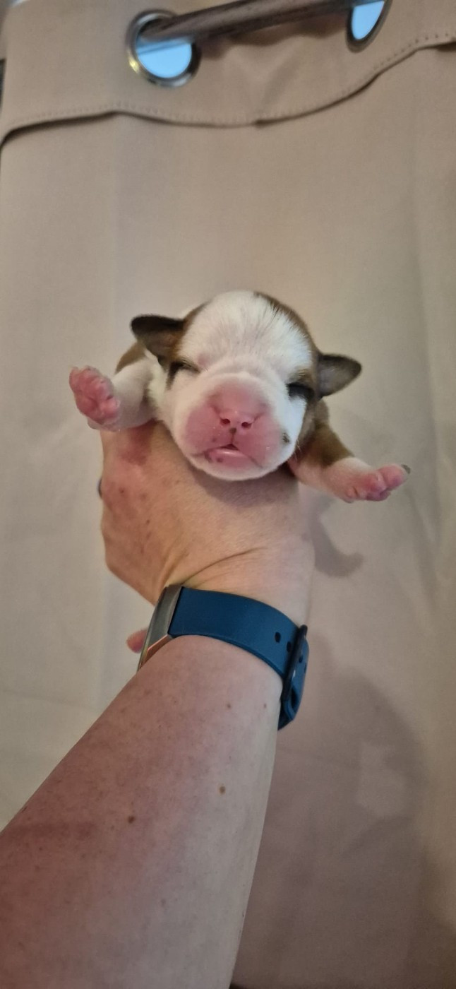 Du Domaine Du Grelot Perdu - Chiots disponibles - Bulldog continental