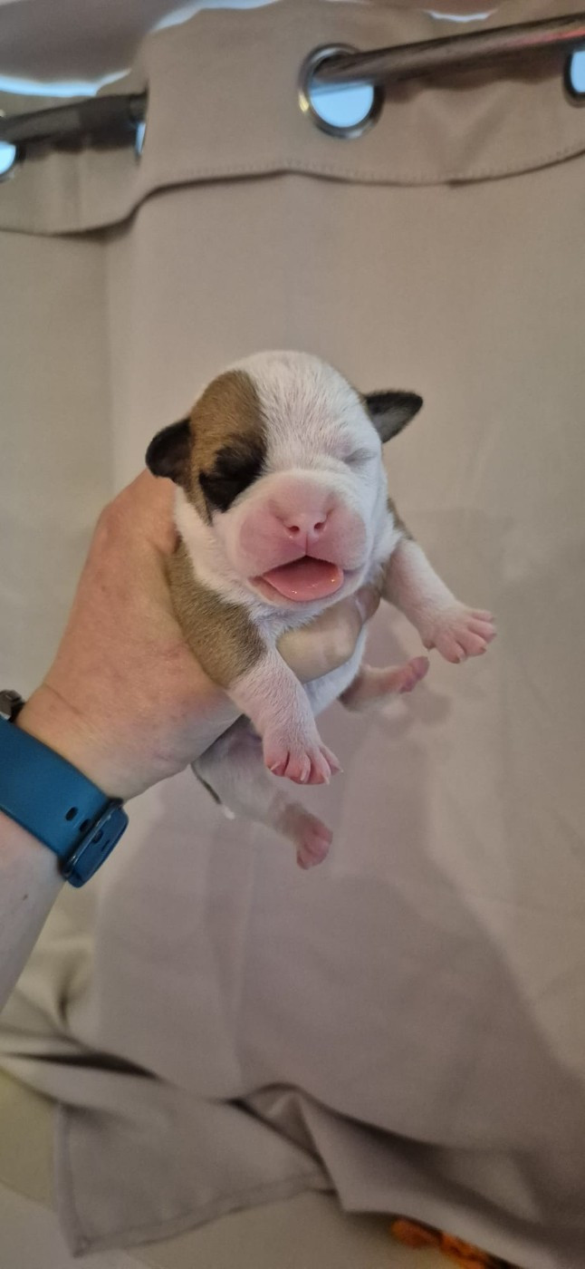 Du Domaine Du Grelot Perdu - Chiots disponibles - Bulldog continental