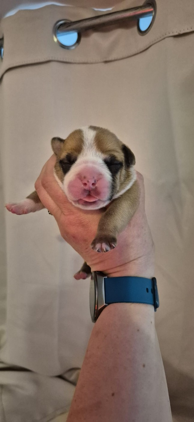 Du Domaine Du Grelot Perdu - Chiots disponibles - Bulldog continental